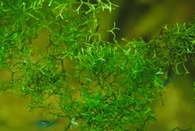 Riccia Fluitans.jpg