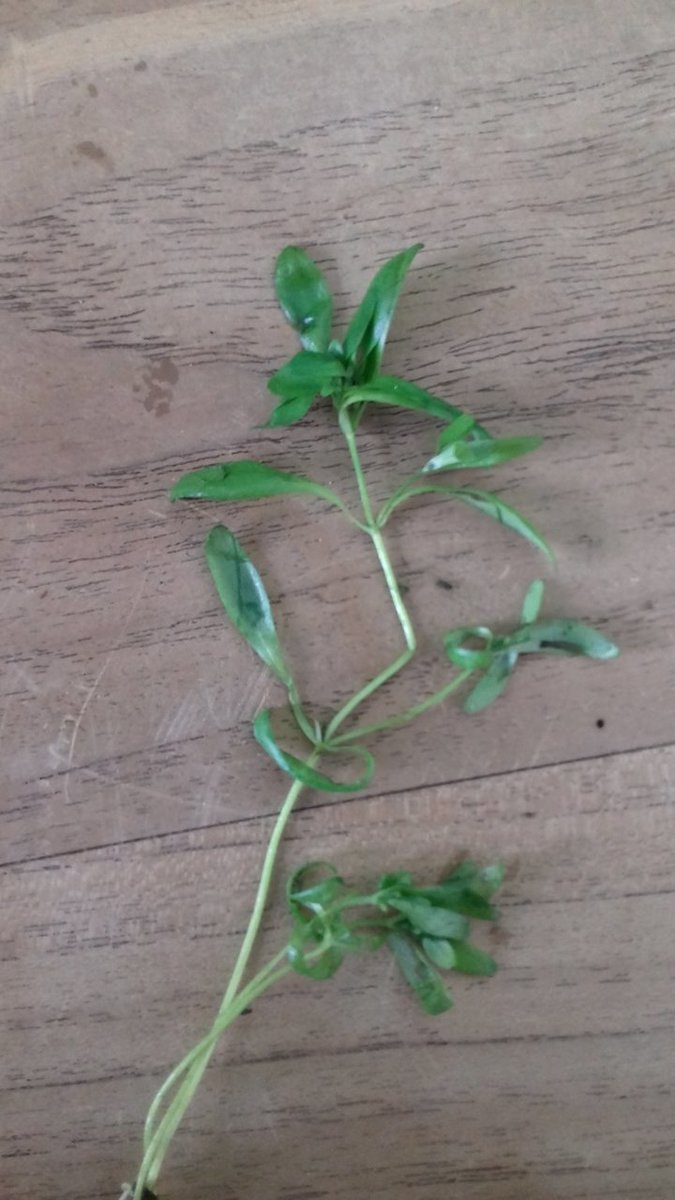 Rivierplant_01.jpg