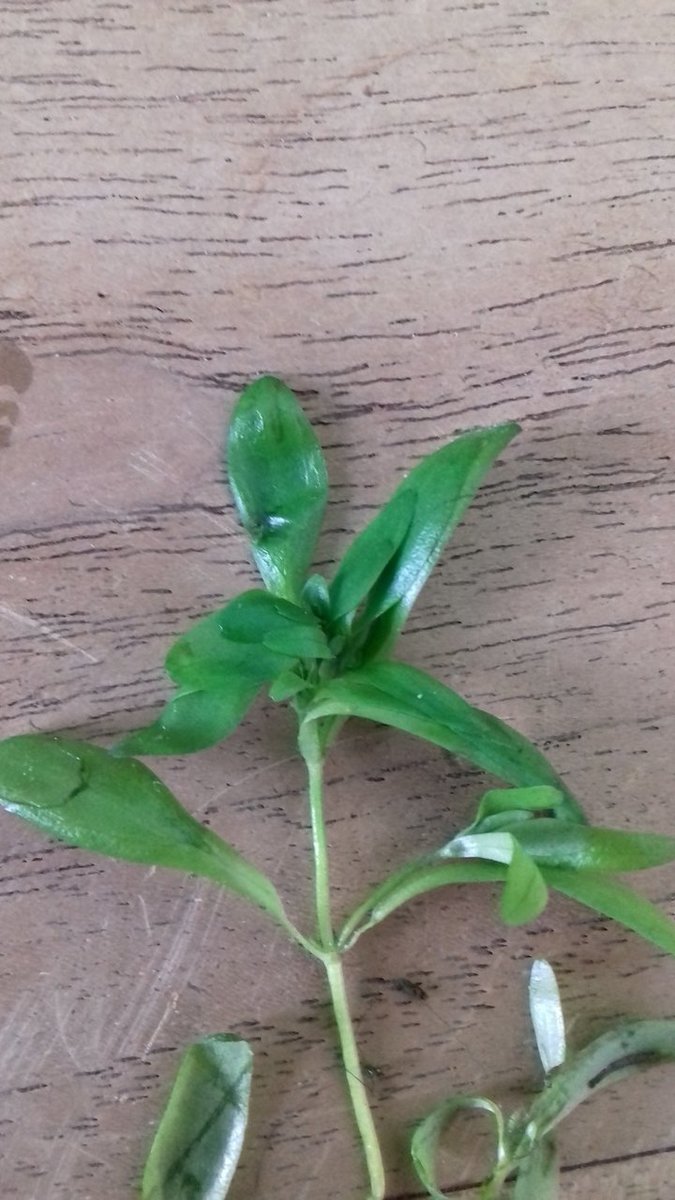 Rivierplant_02.jpg