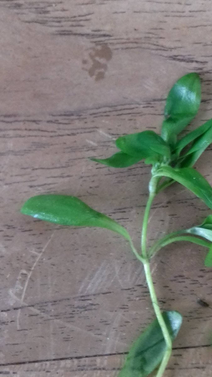 Rivierplant_03.jpg