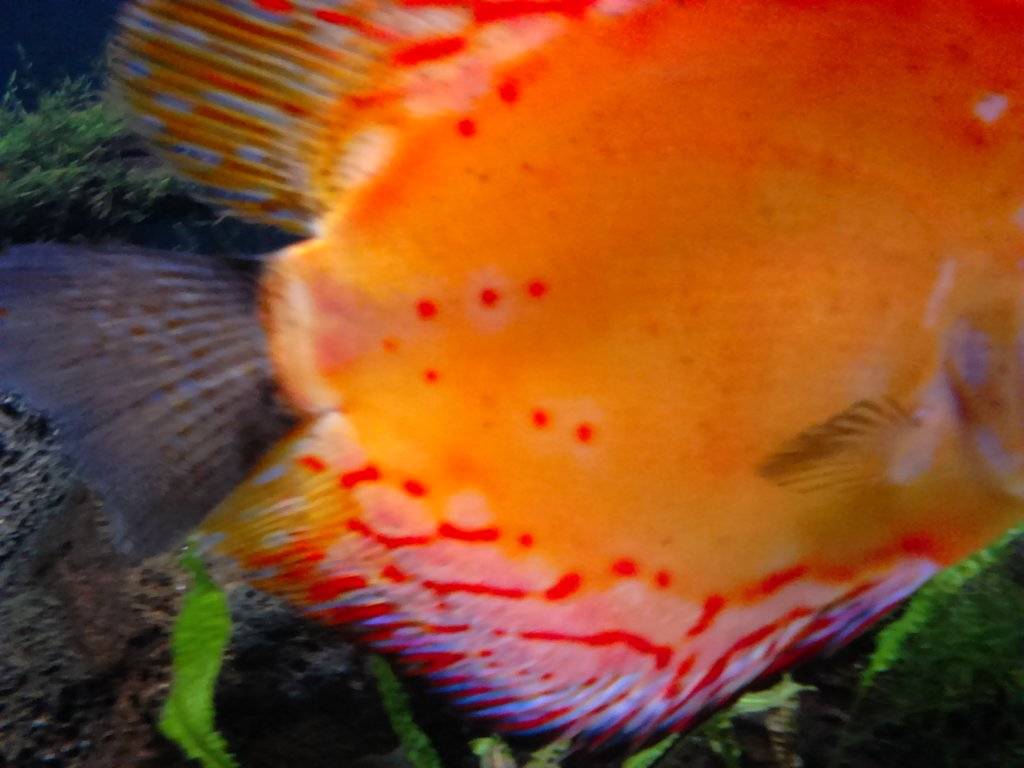 rode stippen discus.JPG