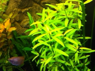 rodekroonplantans.jpg