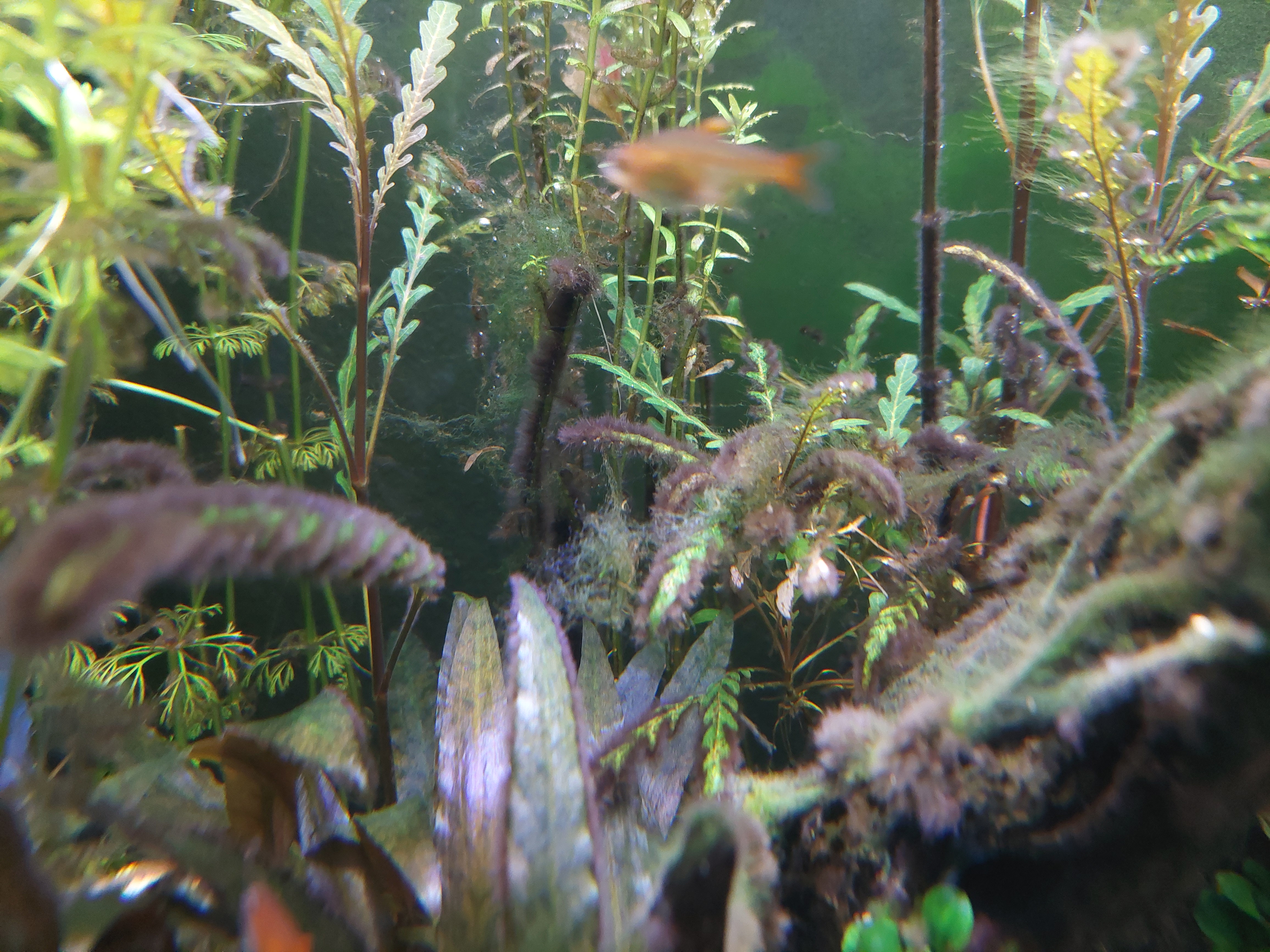 Rotala en Hygro.jpg
