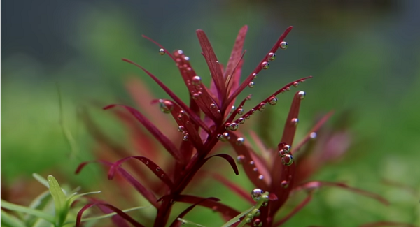 rotala thumb.png