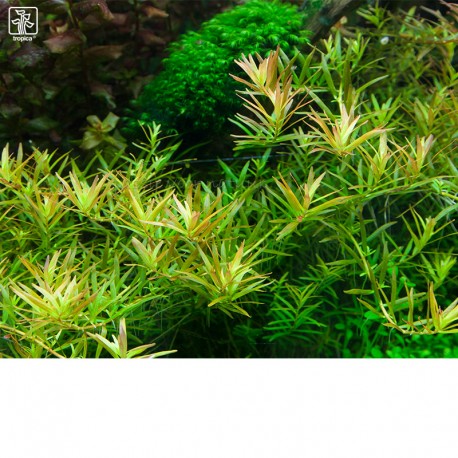 rotala-vietnam-h-ra-.jpg