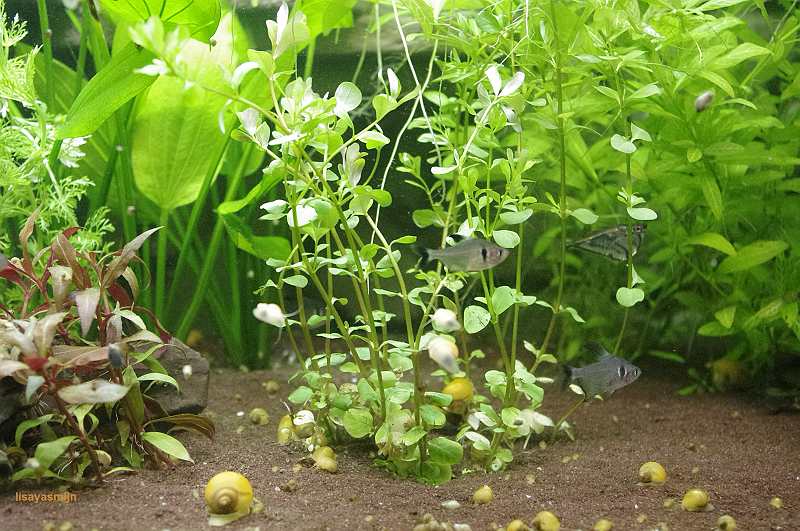 rotala_rotundifolia240.jpg
