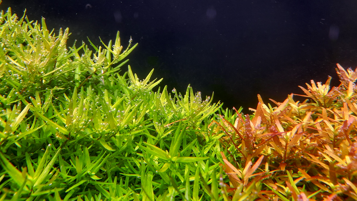 rotala_sp.png