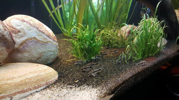 rsz_16_groep_corydoras.jpg