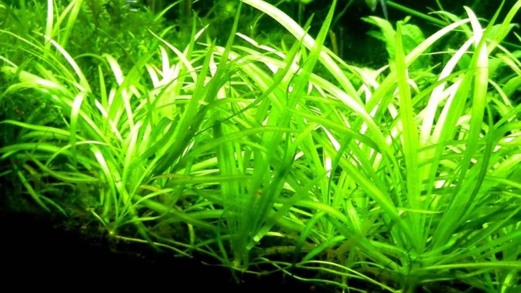 Sagittaria subulata.jpg