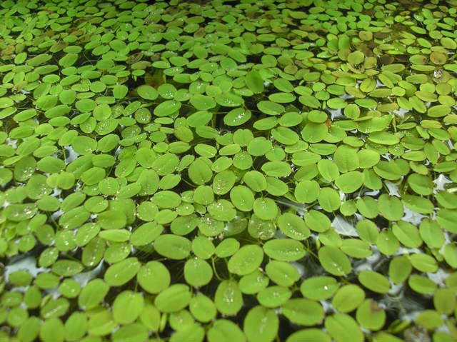 Salvinia-natans3.jpg