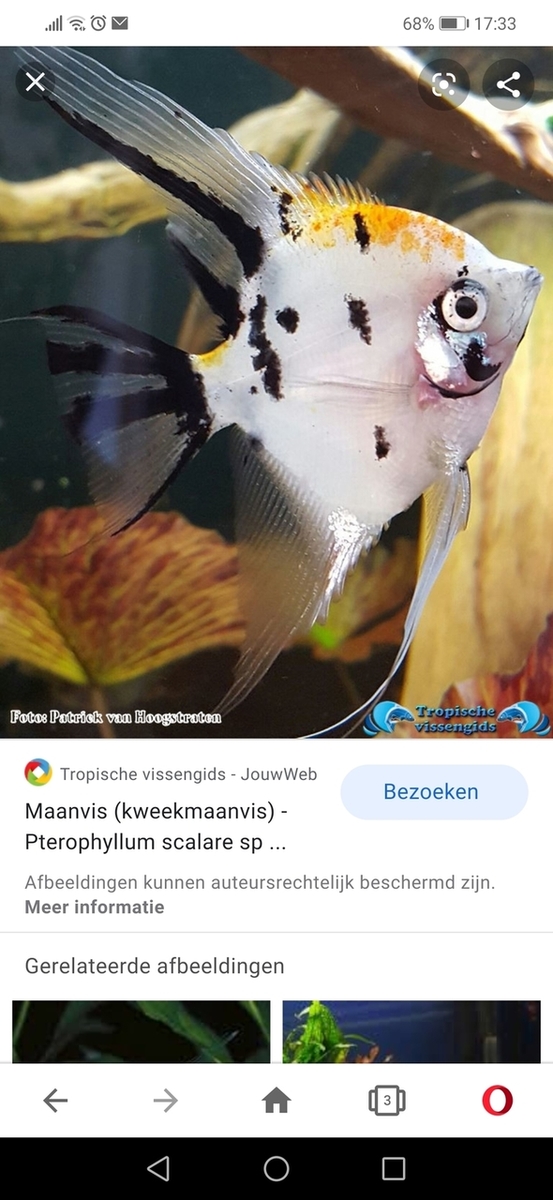 Screenshot_20200508_173327_com.opera.browser.jpg