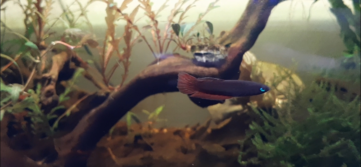 Screenshot_20201003-192622_Video Player.jpg