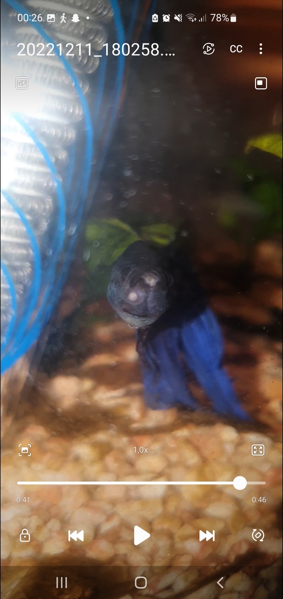 Screenshot_20221212_002630_Video Player.jpg