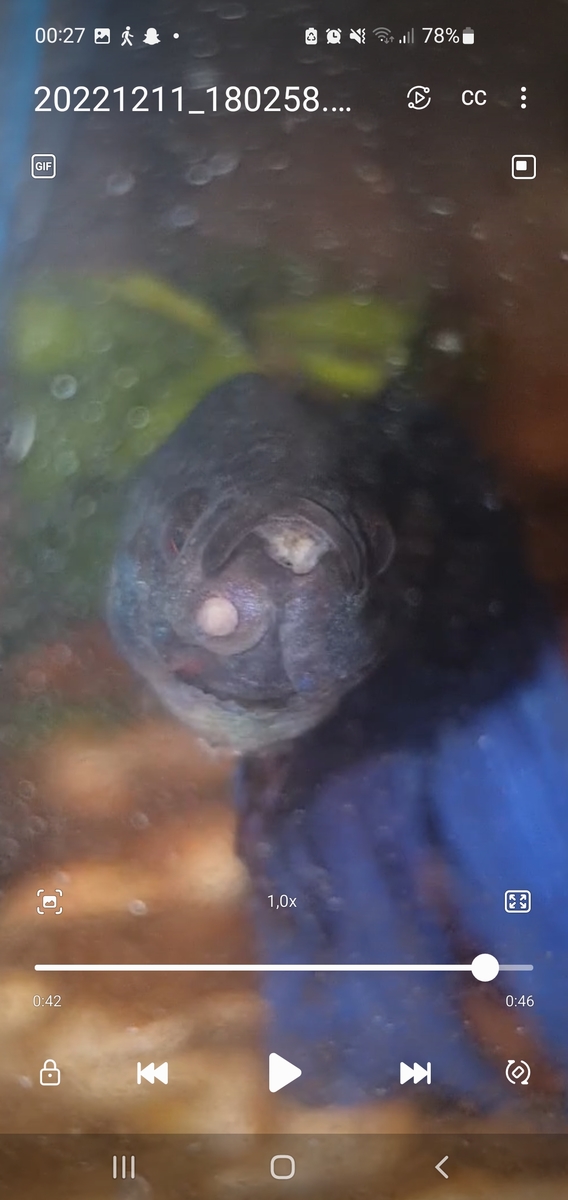 Screenshot_20221212_002705_Video Player.jpg