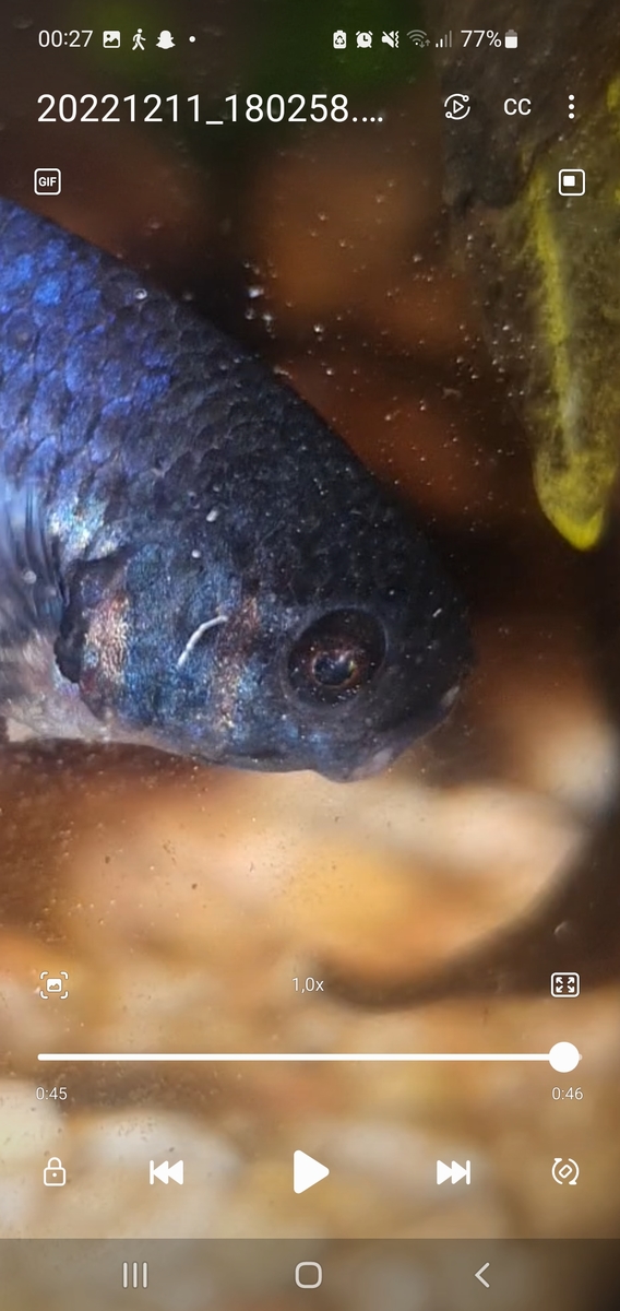 Screenshot_20221212_002723_Video Player.jpg