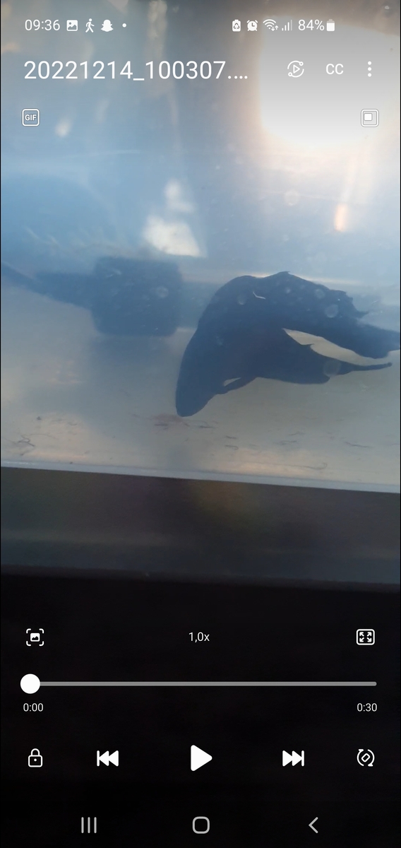 Screenshot_20221215_093626_Video Player.jpg