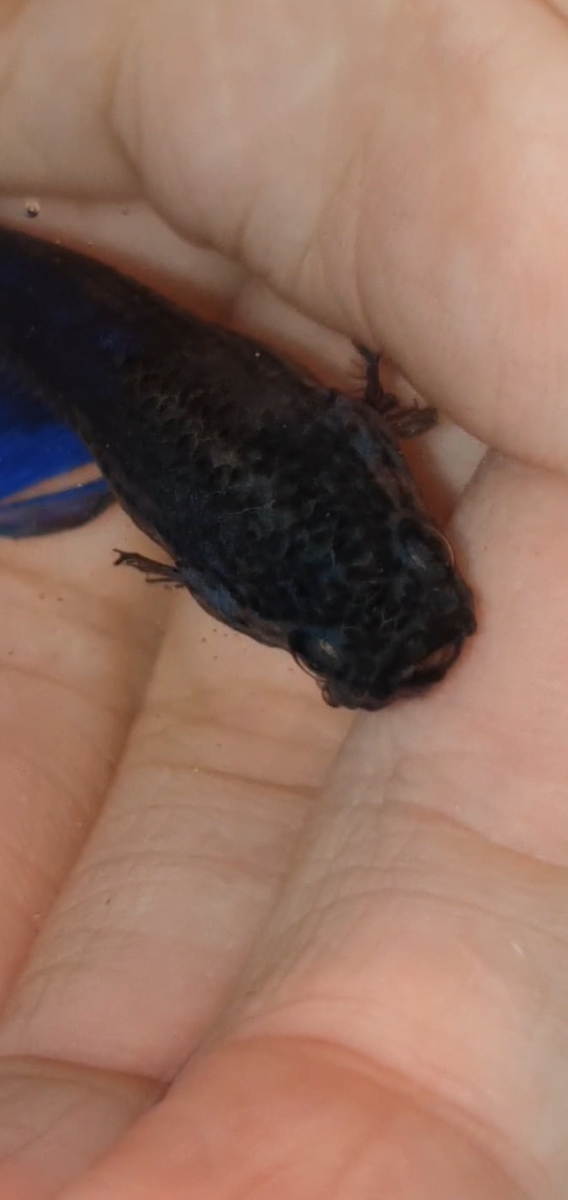 Screenshot_20221216_122847_Video Player.jpg