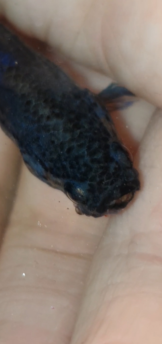 Screenshot_20221216_122909_Video Player.jpg