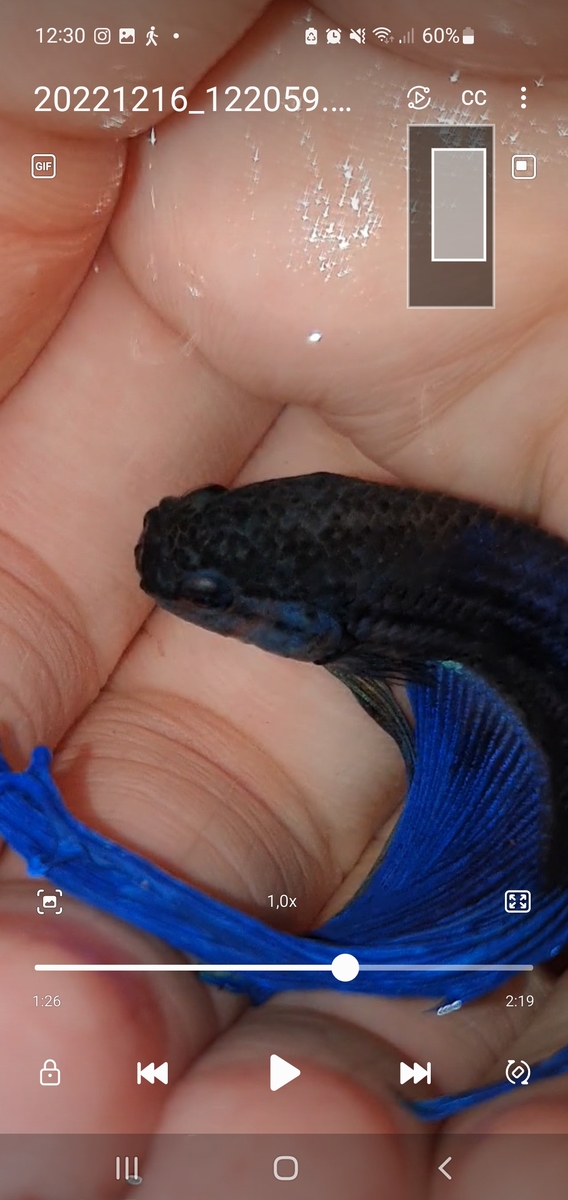 Screenshot_20221216_123013_Video Player.jpg