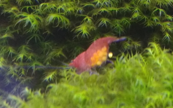 shrimp.jpg