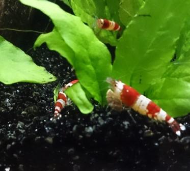 Shrimp_zpsfe6fedc6.jpg
