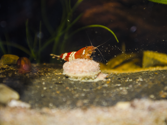 shrimpfeeding_zpsnpua6nf7.png