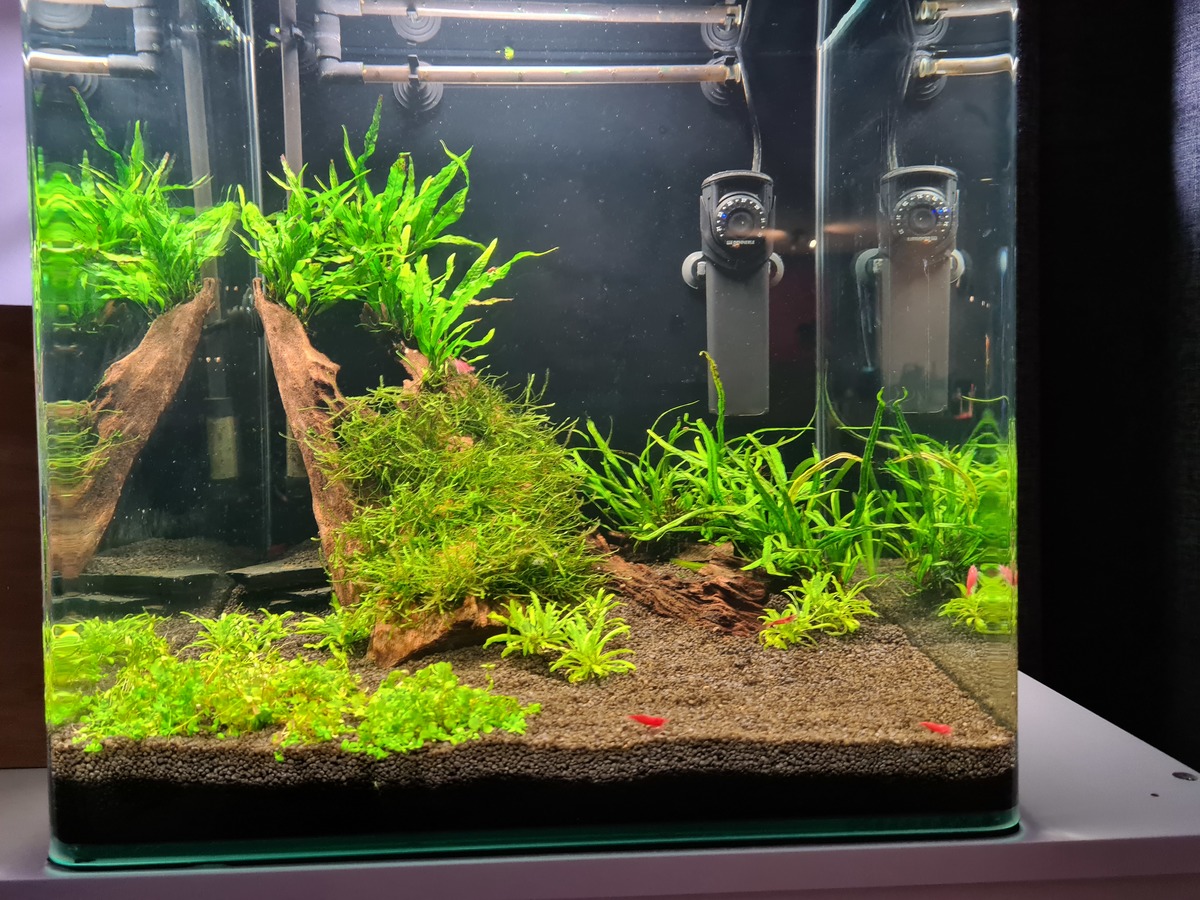 ShrimpTank-6wkn.jpg