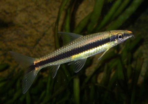 Siamesealgeneter_zpsff165428.jpg