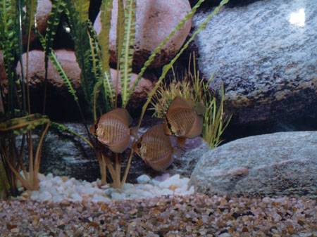 snake skin red 1.jpg