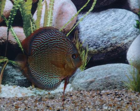 snake skin red 3.jpg