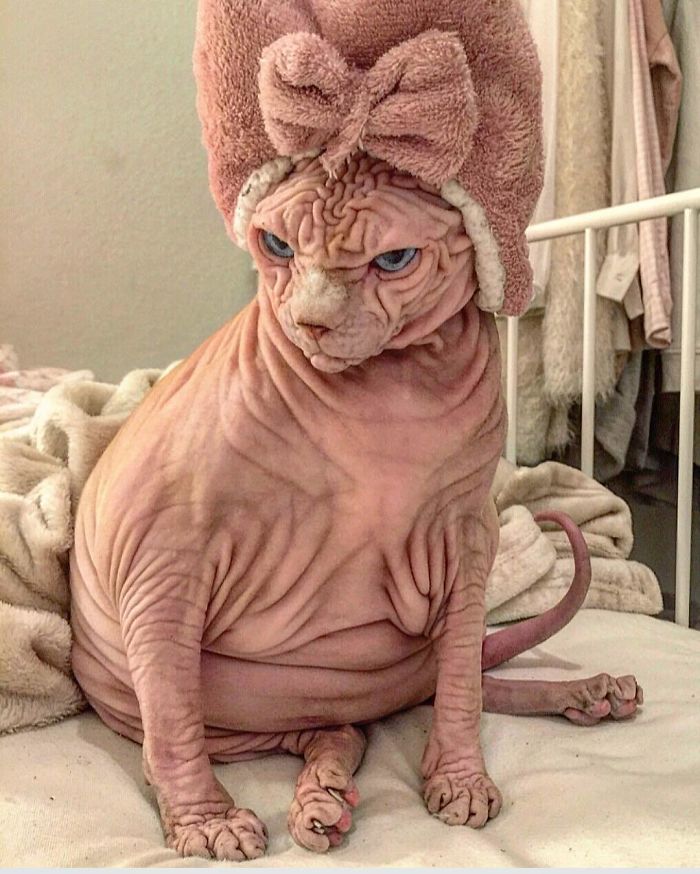 sphynx.jpg