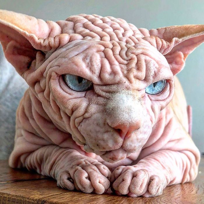 sphynx3.jpg