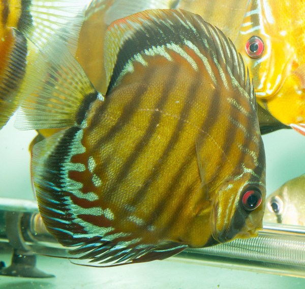 SS__6451_bewerkt_0247.jpg