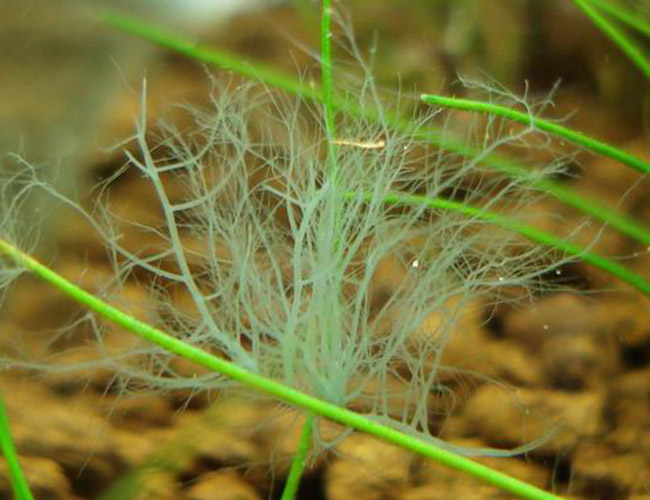 Staghorn-algae-growing-on-grass-with-substrate-on-background.jpg