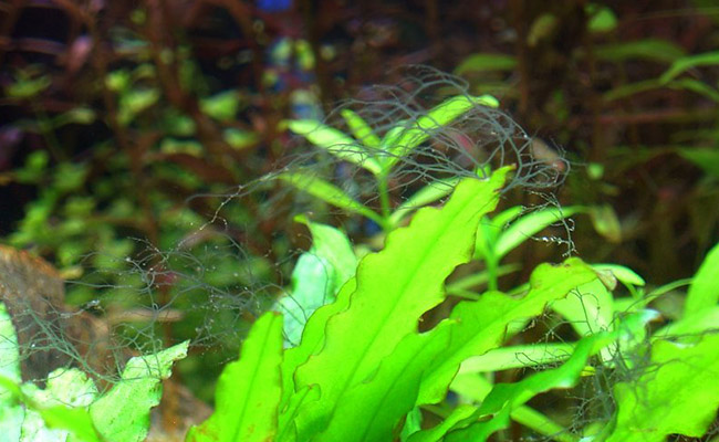 Staghorn-algae-sitting-on-top-of-aquarium-plants.jpg