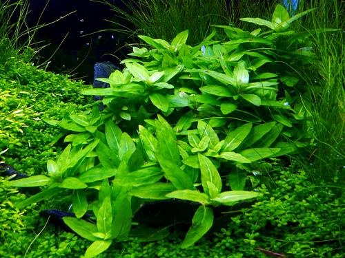 staurogyne20repens2.jpg