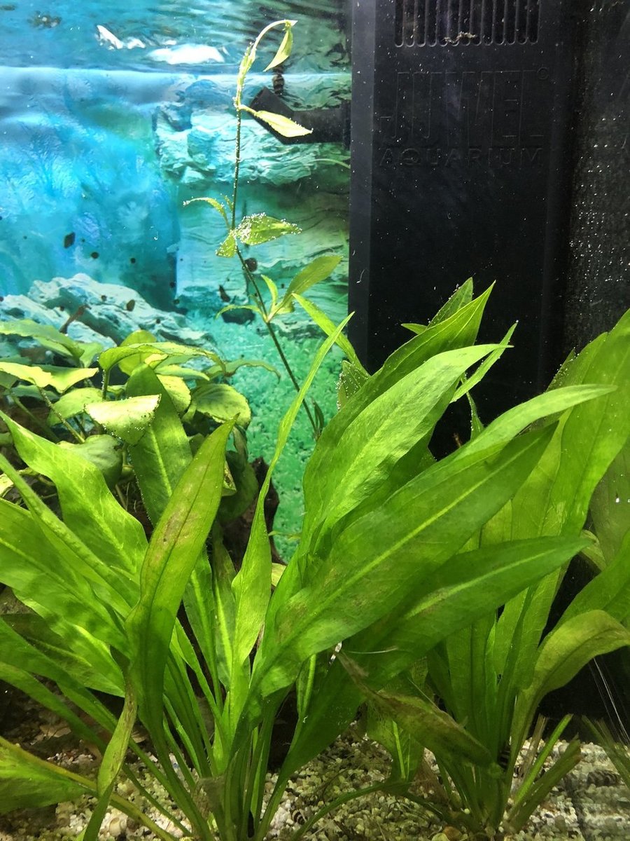 stengel Echinodorus (1).JPG
