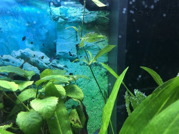 stengel Echinodorus (3).JPG