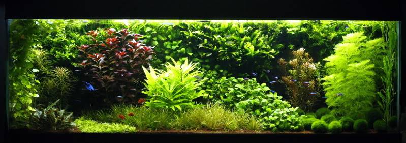 Straatje-Nederlands-aquarium.jpg