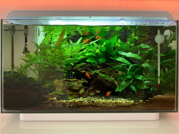 Superfish Home 25 - 13 mei 2020.jpg