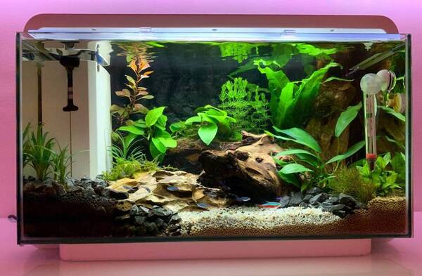 Superfish Home 25 - 5 okt 2019.jpg