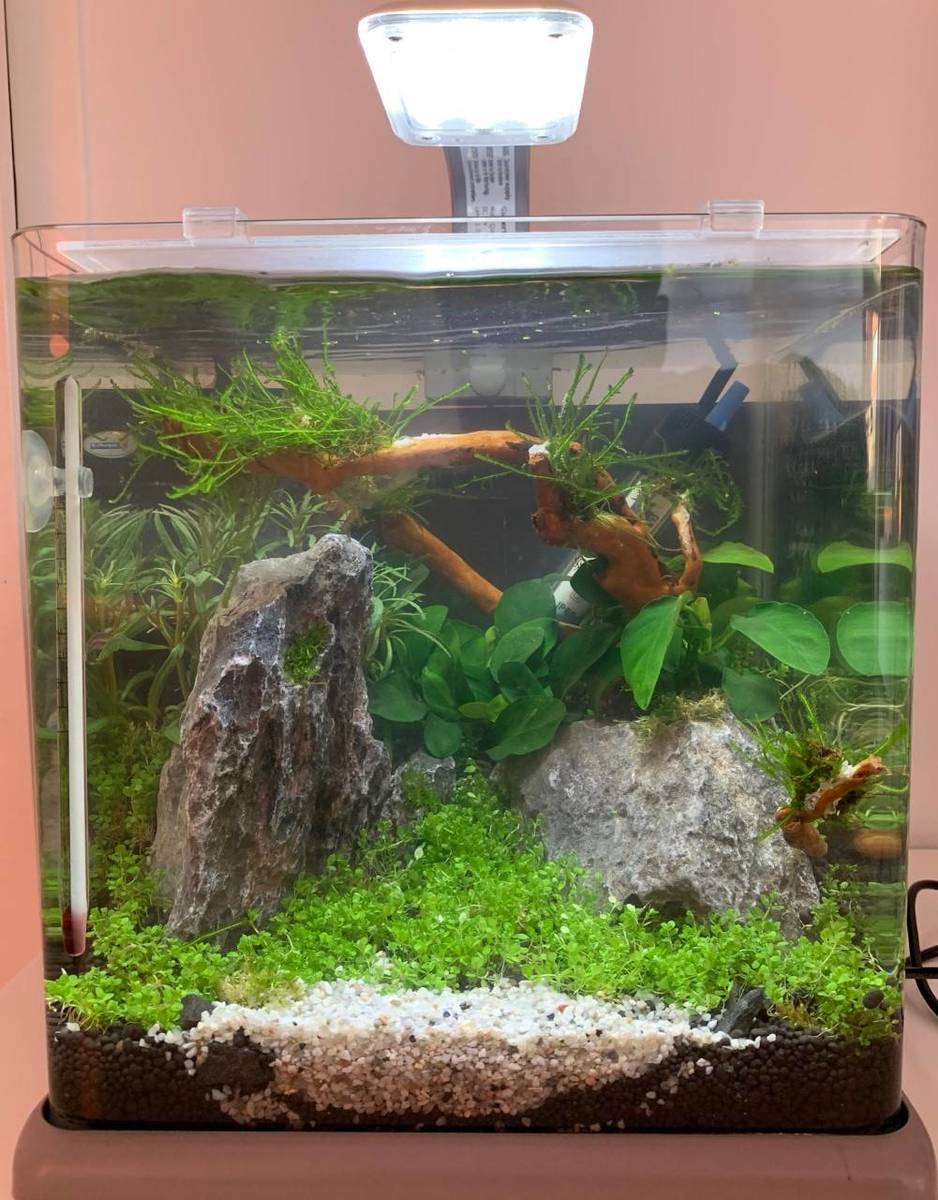 Superfish nano - 5 okt 2019.jpg