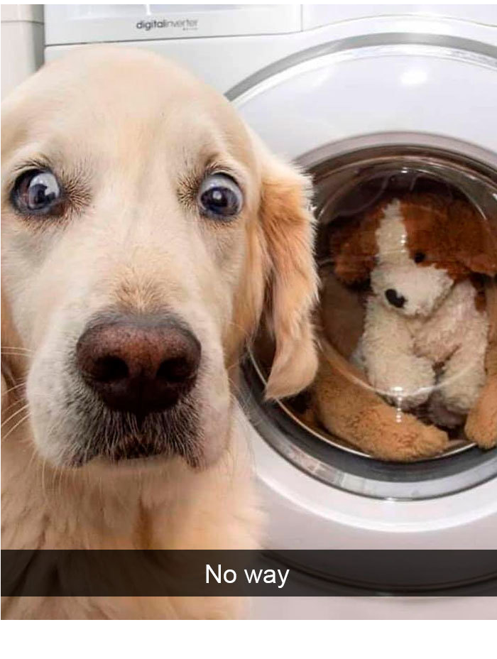 surpriseddog.png