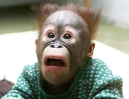surprisedmonkey.jpg