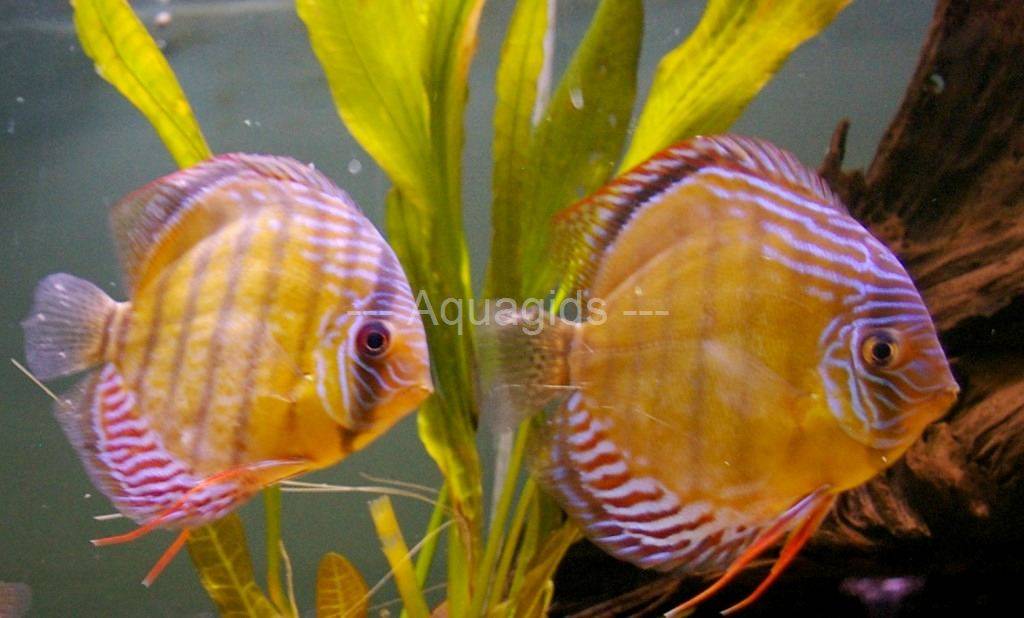 Symphysodon_Aequifasciatus_Tefe_04.jpg
