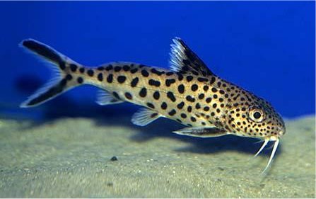 synodontis-petricola.jpg