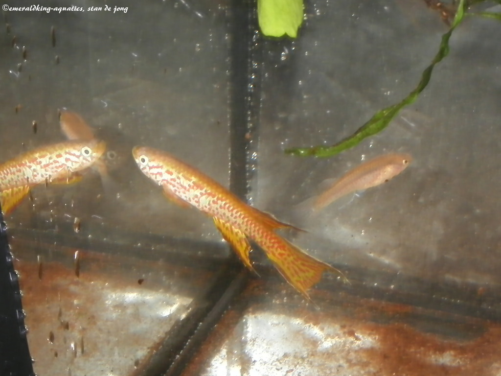 tandkarperspektakel2015 040.jpg