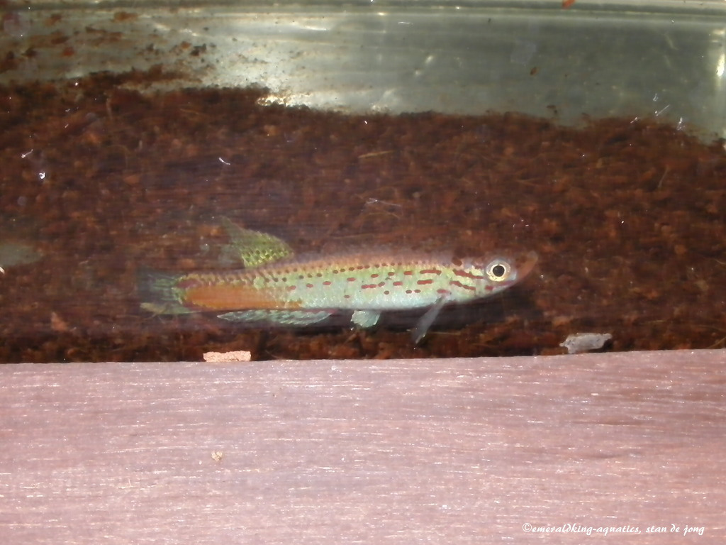 tandkarperspektakel2015 043.jpg