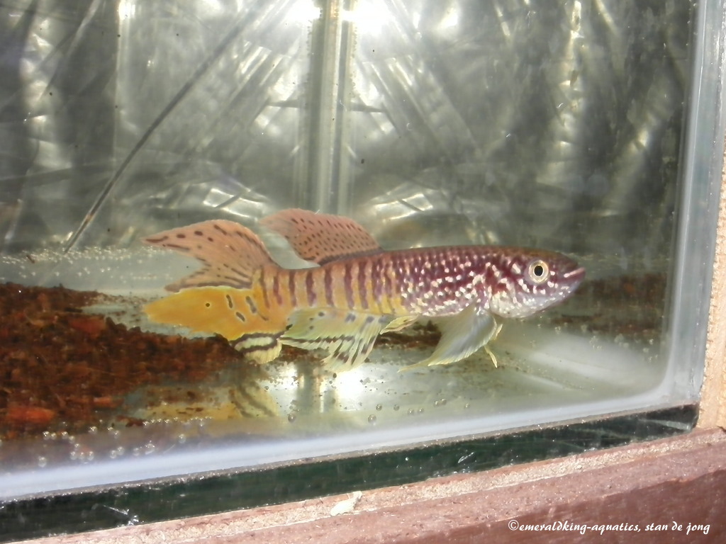 tandkarperspektakel2015 067.jpg