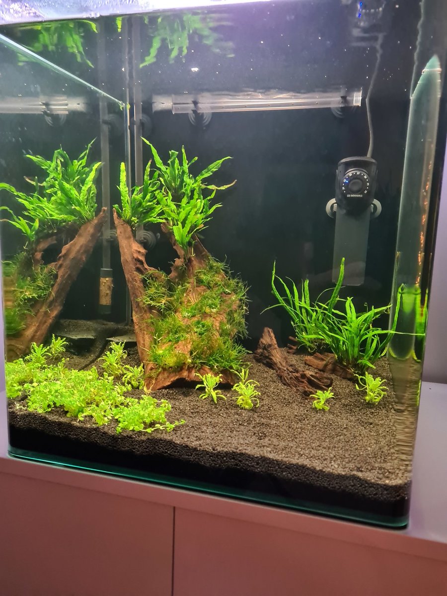 tank 2 weken.jpg